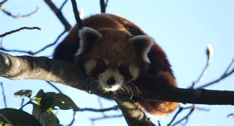 Adopt A Panda Red Panda Panda Animals