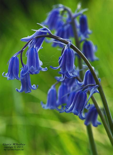 Nature My World Bluebells Blue Bell Flowers English Bluebells