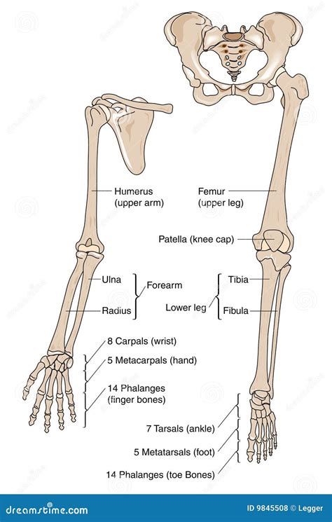 Lower Extremity Bones Anatomy Anatomy Lower Bones Limb Knee Leg Femur
