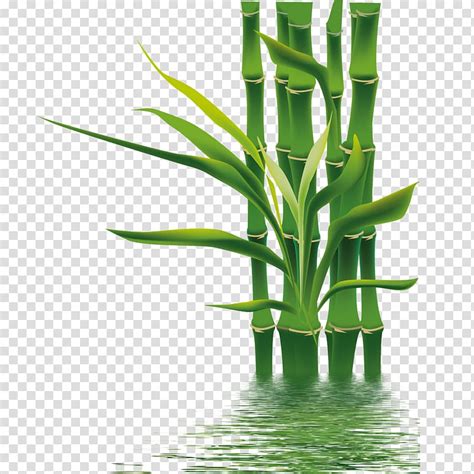 иллюстрация зеленого бамбука Бамбук Если мы Бамбо бамбук PNG HotPNG