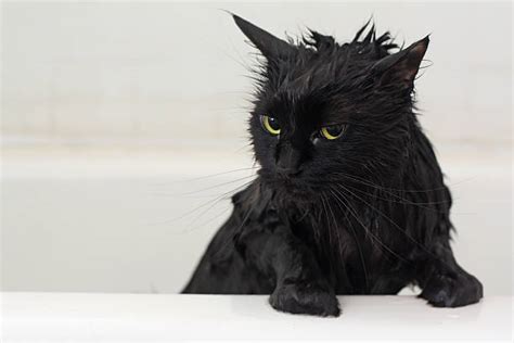 Cat In Bath Stock Photos Pictures And Royalty Free Images Istock