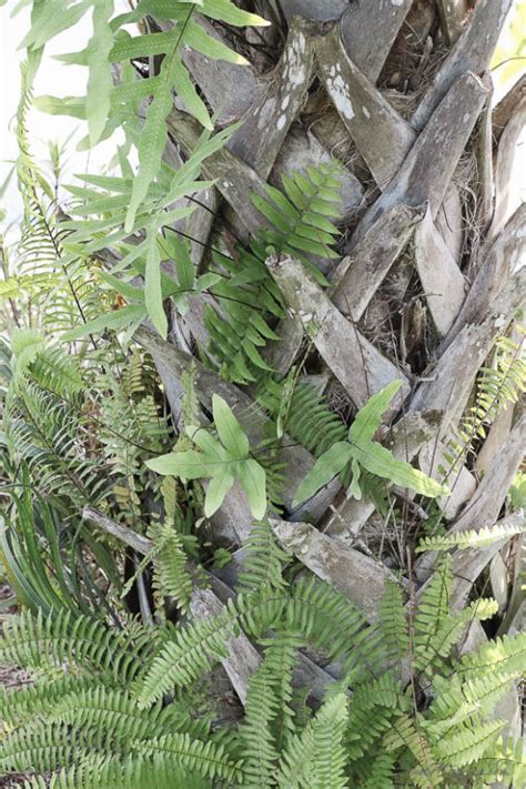 Ferns Growing On Palm Tree House Mix