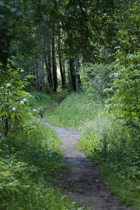 Good Forest Path For Walks Stock Photo Image Of Forest 136198104