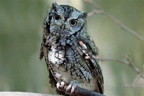 Owls In Nebraska 9 Species With Pictures Wildlife Informer