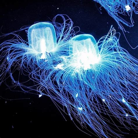 The Beautifully Deadly Box Jellyfish Aesthetics Of Design
