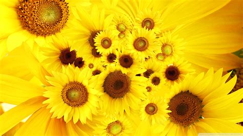Download Sunflowers 4 Wallpaper 1920x1080 Wallpoper 448510