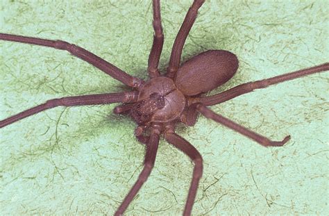 Filebrown Recluse Spider Loxosceles Reclusa Wikimedia Commons