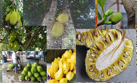Nangka Jack Fruit Artocarpus Integra Op Javaanindiaspora Mysitesnl