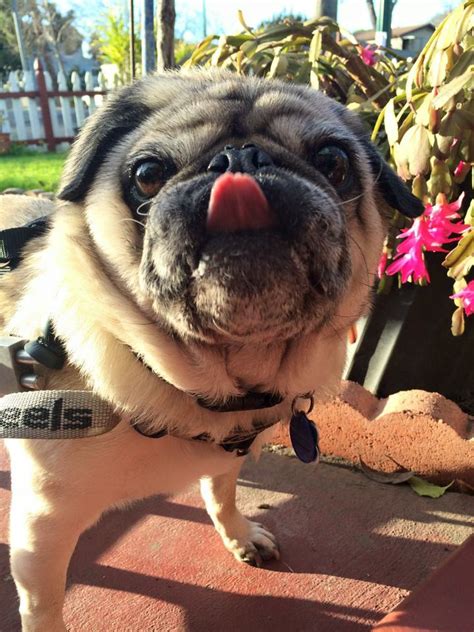 Chubs Licking His Lips After Eating A Treat Rpugs