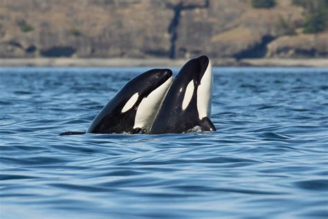 The Secret Social Lives Of Southern Resident Killer Whales Wild Orca