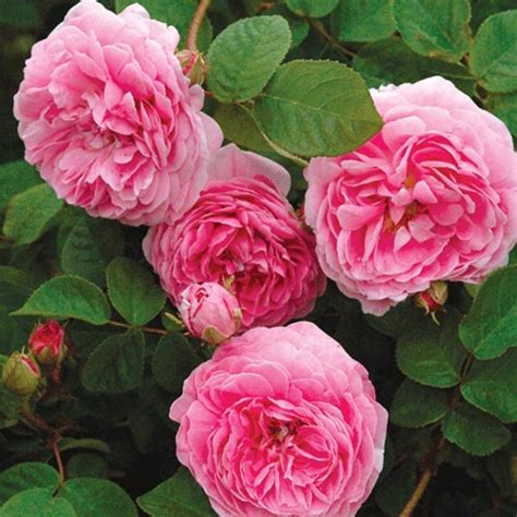 Paul Barden Roses Rogue Valley Roses Rose Flowers Dark Flowers