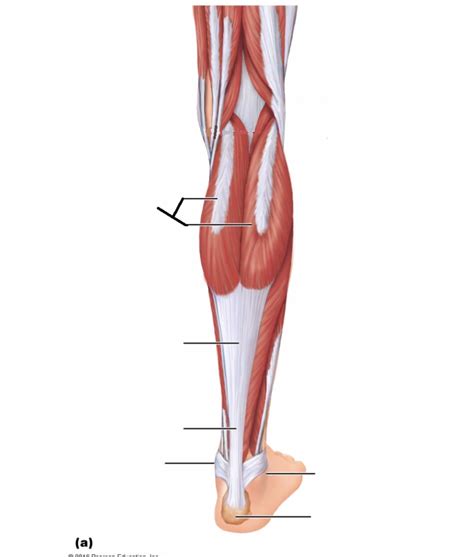 Back Of Lower Leg Tendonsligaments Diagram Quizlet