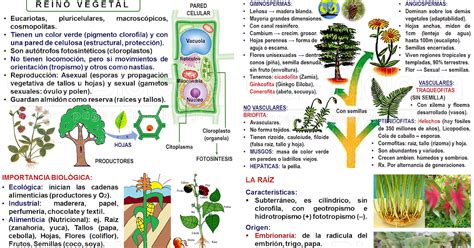 Biología didáctica Ciencias Naturales Reino Plantae I