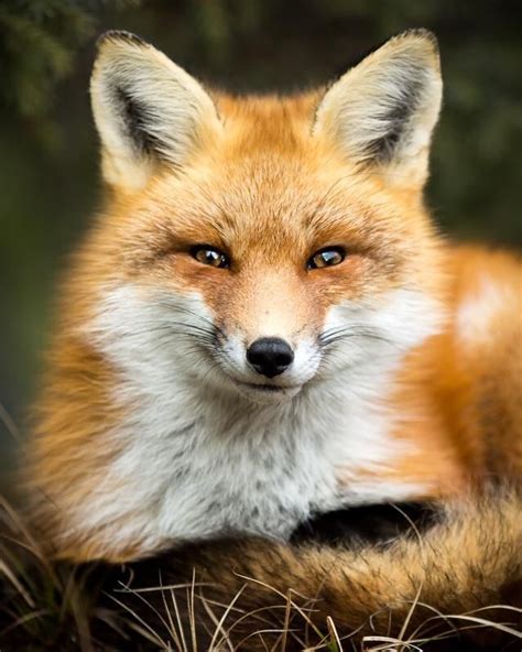 A Beautiful Red Fox Foxes