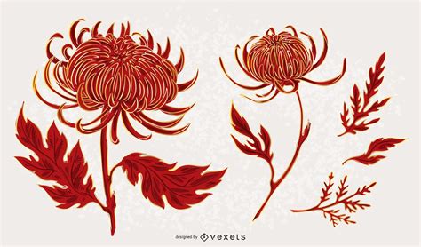 Chrysanthemum Flower Illustration Set Vector Download