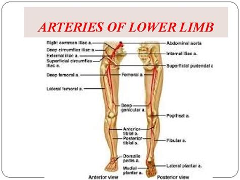 Lower Limb Arteries Diagram