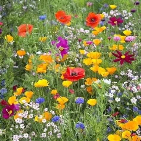 Premium Uk Wildflower Meadow Mix 10g Pack In 2021 Flower Seeds