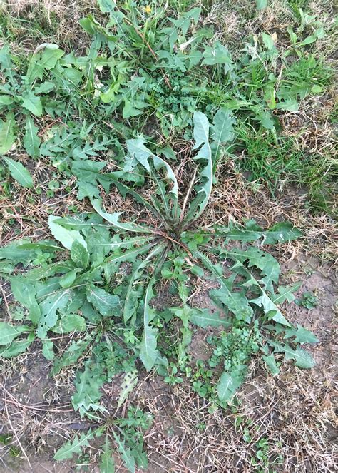 Southern Lawn Weed Identification Pictures