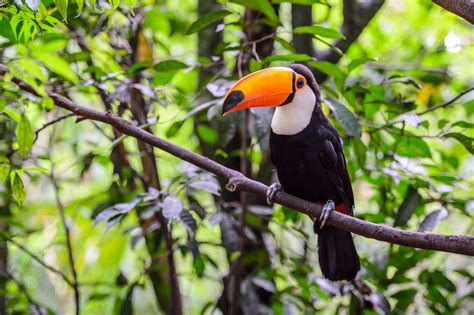 Top 15 most dangerous amazon rainforest animals. Birds in South America - the Ultimate List for Bird Watchers
