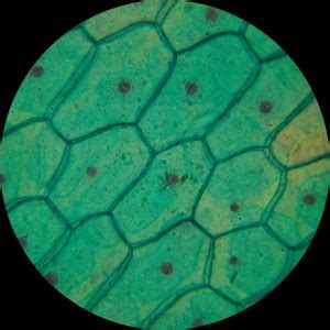 This lesson is suited to ks3 students and ks4 students (aqa required practical). Plant & Animal Cells Staining Lab Answers - ClassTalkers ...