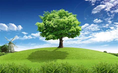 Free Download Tree Full Hd Pics Wallpapers 4175 Amazing Wallpaperz