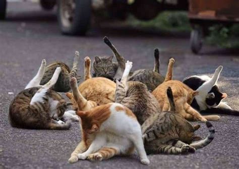Do Feral Cats Congregate In Large Groups Quora
