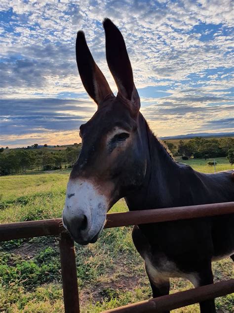 American Mammoth Donkey To Start Mule Breeding Programme In Australia