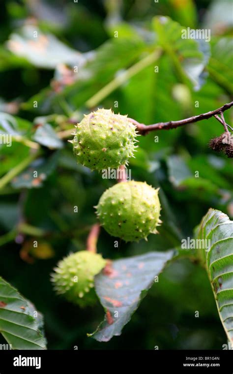 Horse Chestnuts In Their Spiky Cocoon Growing On The Tree In Early