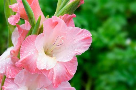 Blossoming Vivid Huge Soft Cute Pink Gladiolus Flowers Close Up In