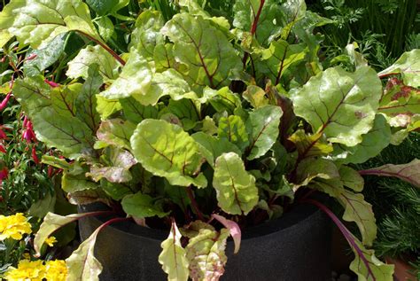 Potager Bio La Belle Aventure La Terre Est Un Jardin