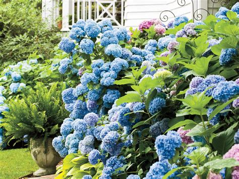 Flowers that bloom every year without replanting. The One Thing to Know Before Drying Hydrangeas - Southern ...
