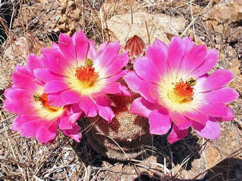 Echinocereus Rigidissimus Arizona Rainbow Cactus