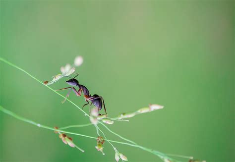 free images arthropod twig spider web natural material terrestrial plant grass parasite
