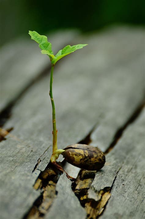 Rooting hormone acts as a catalyst for the new roots and protects the cuttings from fungus and diseases that may have been introduced during the if you're making willow tea in the spring, use only the stems from new growth. A plant hormone that speeds root growth could be a new ...