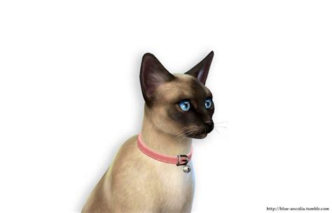 Siamese Cat Makeover At Blue Ancolia Sims 4 Updates