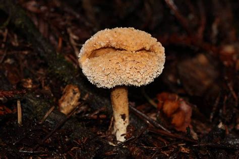 Fungi Of The Bohemian Grove Wild Mushrooming Field And Forest