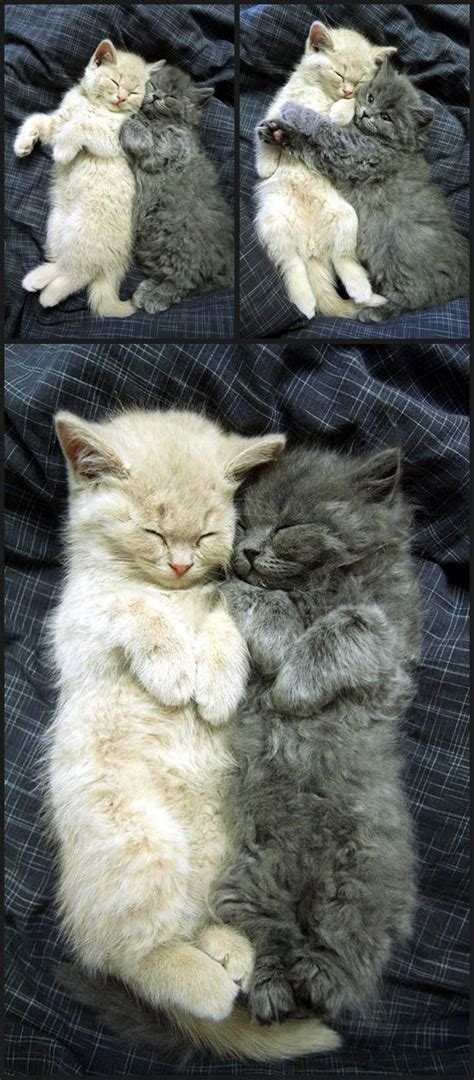 Cuddling Cats Pictures Photos And Images For Facebook