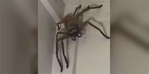 Woman Finds Huge Huntsman Spider In House The Dodo