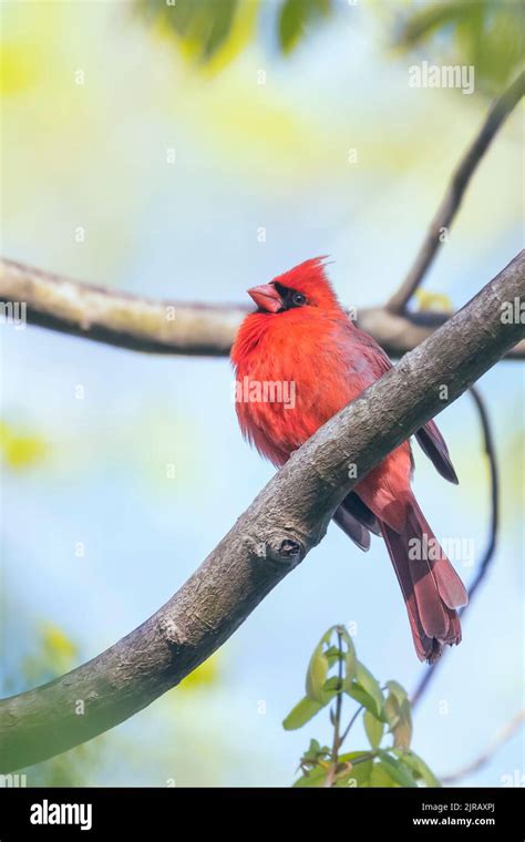 Male Northern Cardinal Cardinalis Cardinalis Sitting On A Tree Branch