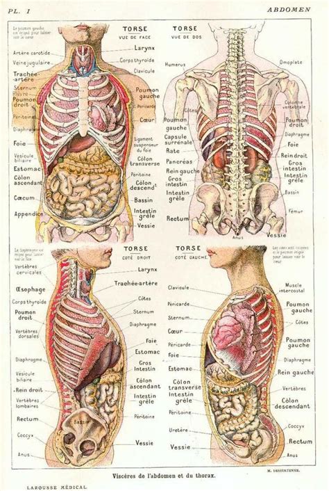 Pin On Anatomie Du Corps Humain Hot Sex Picture