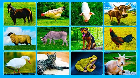 Learning Domestic Animals Names And Sounds Learn Domestic