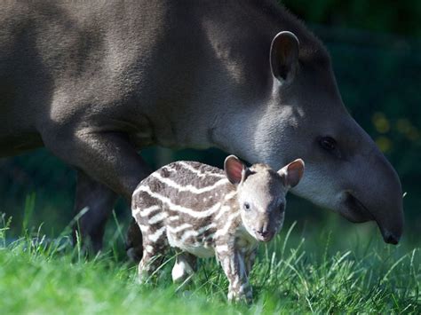 Spotted Dublin Zoo Welcomes Adorable Baby Tapir
