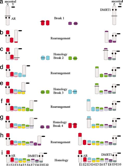 Resolution And Evolution Of The Duck Billed Platypus Karyotype With An