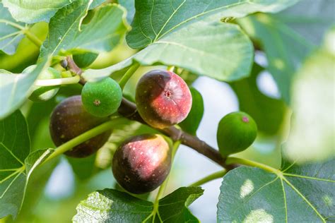 Growing Figs Learn How To Grow A Fig Tree Better Homes And Gardens
