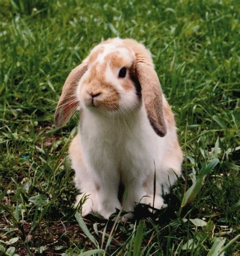 Kaninchenrassen Im Überblick Alle Infos Und Details