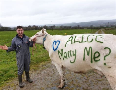 Man Surprises Girlfriend With A Proposal On A Cow Metro News