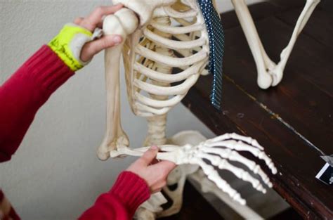Skeletal System Arm