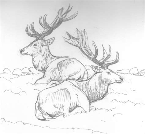 Red Deer Drawing At Explore Collection Of Red Deer