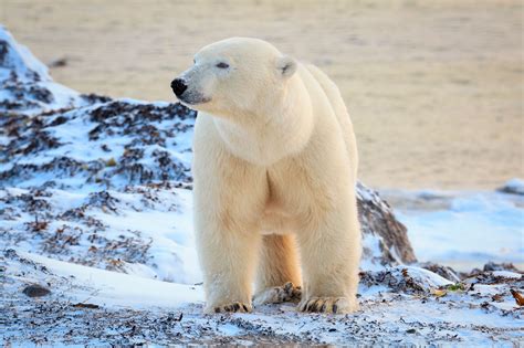 Polar Bear Tundra Adventure In Churchill Canada Wildlife Holiday
