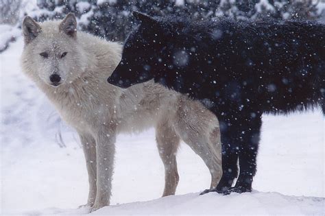 Hd Wallpaper Two Black And White Wolves Wallpaper Wolf Couple